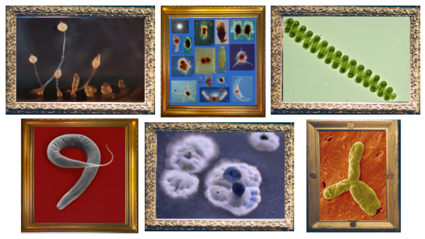 MicroStar Portrait Galleries